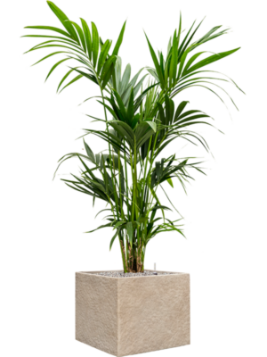 Kentia (Howea) forsteriana en Coast Mountains