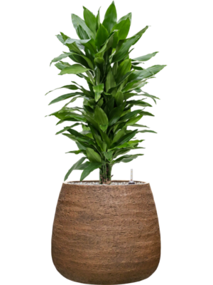tDracaena fragrans 'Janet Lind' en Dolomites