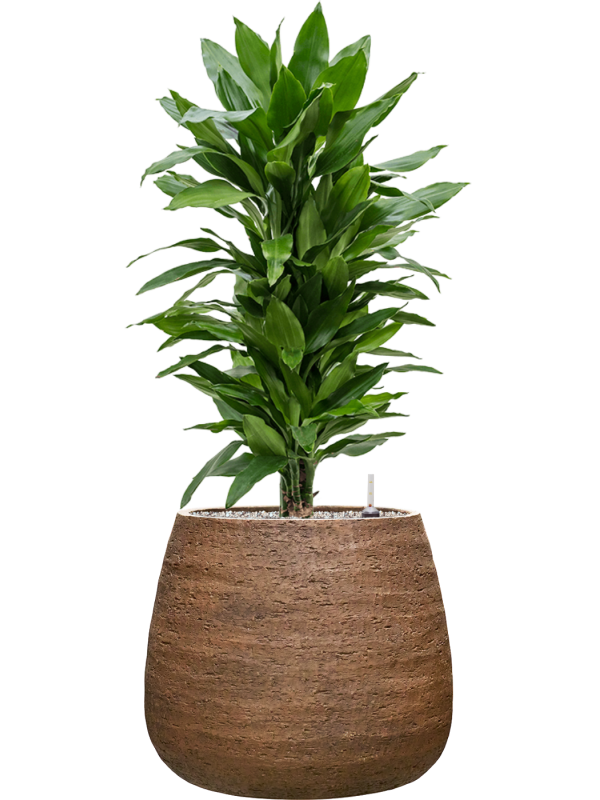 tDracaena fragrans 'Janet Lind' en Dolomites, Private label