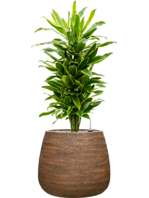 Dracaena fragrans 'Golden Coast' en Dolomites