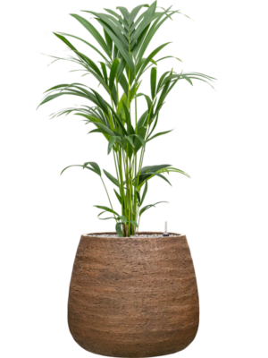 Kentia (Howea) forsteriana en Dolomites