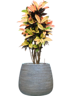 Croton (Codiaeum) variegatum 'Mrs. Iceton' en Dolomites