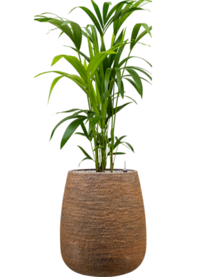 Kentia (Howea) forsteriana en Dolomites