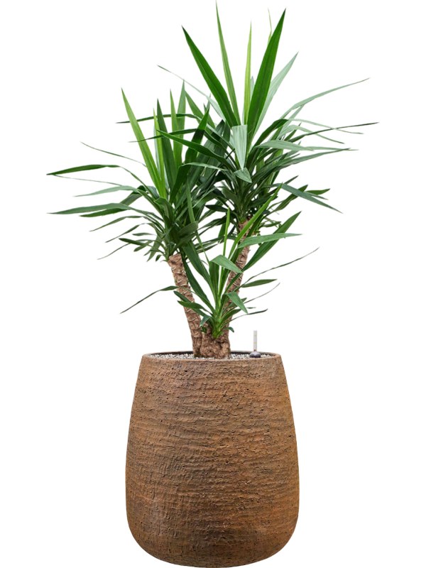 Yucca elephantipes en Dolomites, Private label