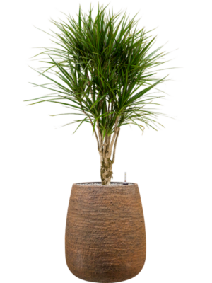 Dracaena marginata en Dolomites