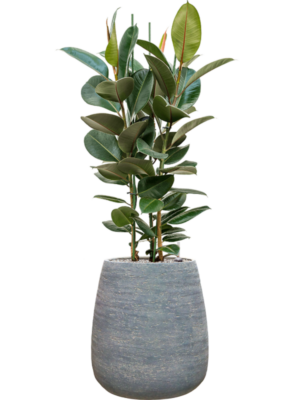 Ficus elastica 'Robusta' en Dolomites