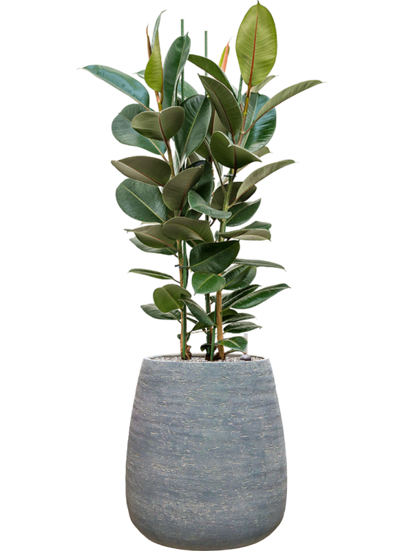 Ficus elastica 'Robusta' en Dolomites, Private label