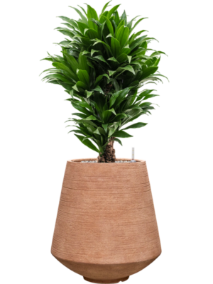 Dracaena fragrans 'Compacta' en Colorado