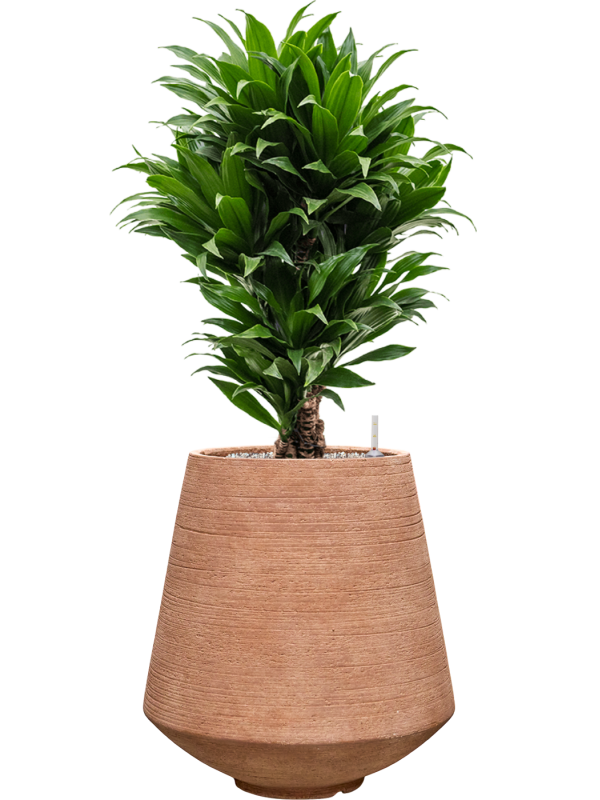Dracaena fragrans 'Compacta' en Colorado, Private label