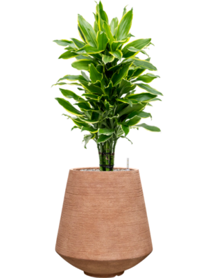 Dracaena fragrans 'Golden Coast' en Colorado