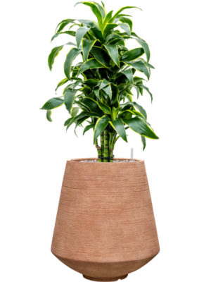 Dracaena fragrans 'Dorado' en Colorado