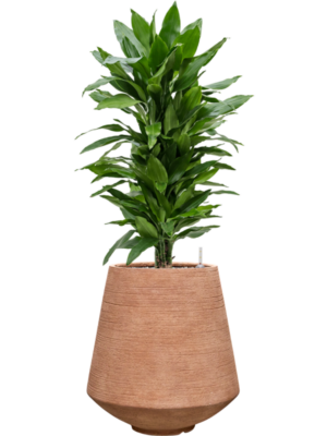 tDracaena fragrans 'Janet Lind' en Colorado