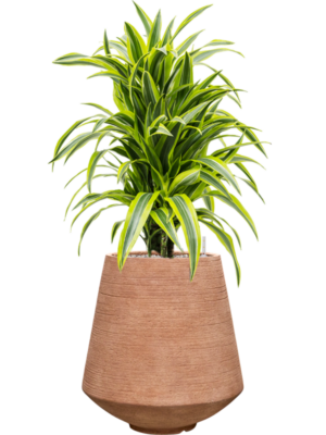 Dracaena fragrans 'Lemon Lime' en Colorado