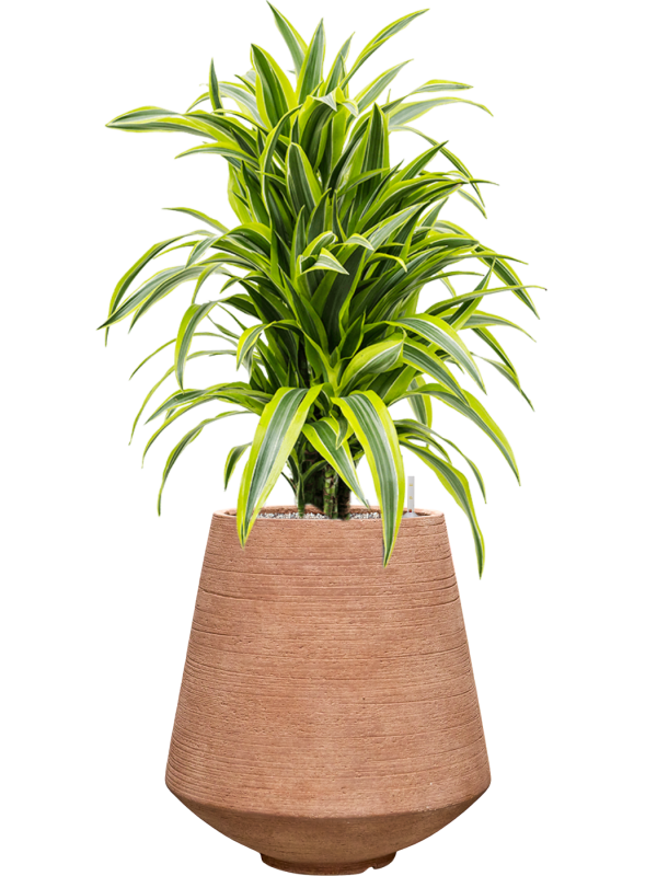 Dracaena fragrans 'Lemon Lime' en Colorado, Private label