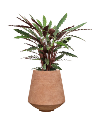 Calathea rufibarba 'Wavestar' en Colorado