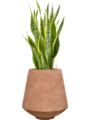 Sansevieria trifasciata 'Laurentii' en Colorado