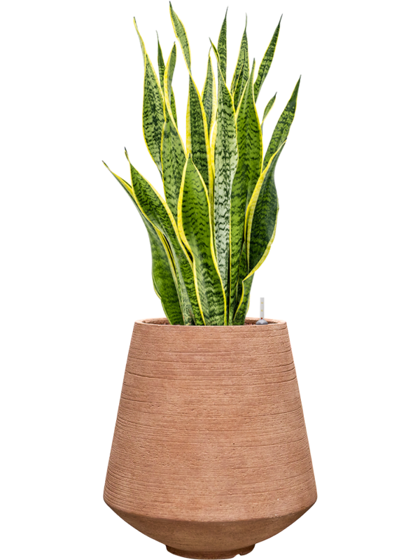 Sansevieria trifasciata 'Laurentii' en Colorado, Private label