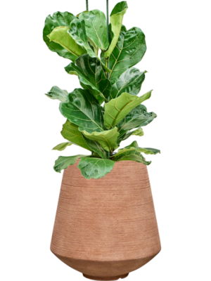 Ficus lyrata en Colorado