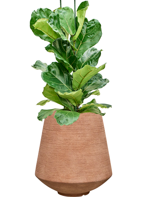 Ficus lyrata en Colorado, Private label