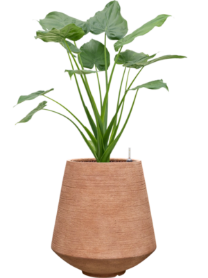 Alocasia cucullata en Colorado