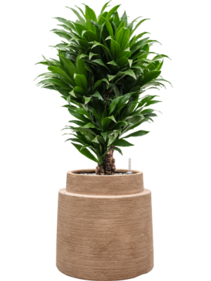Dracaena fragrans 'Compacta' en Colorado