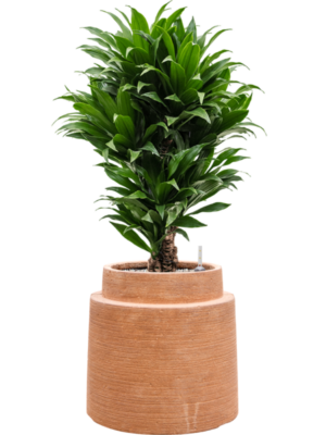 Dracaena fragrans 'Compacta' en Colorado