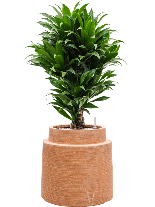 Dracaena fragrans 'Compacta' en Colorado, Private label