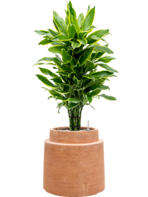Dracaena fragrans 'Golden Coast' en Colorado
