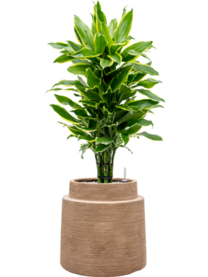 Dracaena fragrans 'Golden Coast' en Colorado