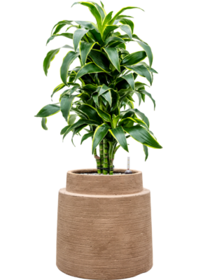 Dracaena fragrans 'Dorado' en Colorado