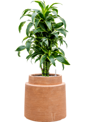 Dracaena fragrans 'Dorado' en Colorado