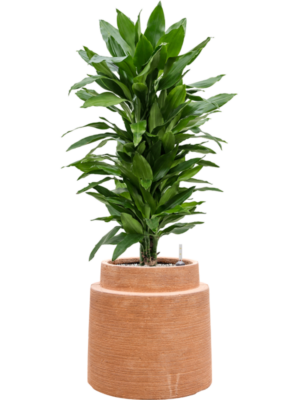 tDracaena fragrans 'Janet Lind' en Colorado