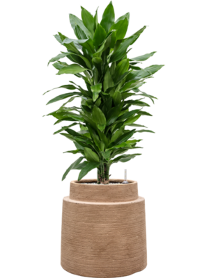 tDracaena fragrans 'Janet Lind' en Colorado