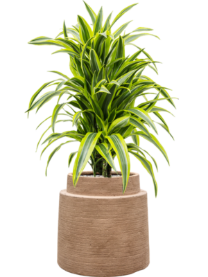 Dracaena fragrans 'Lemon Lime' en Colorado