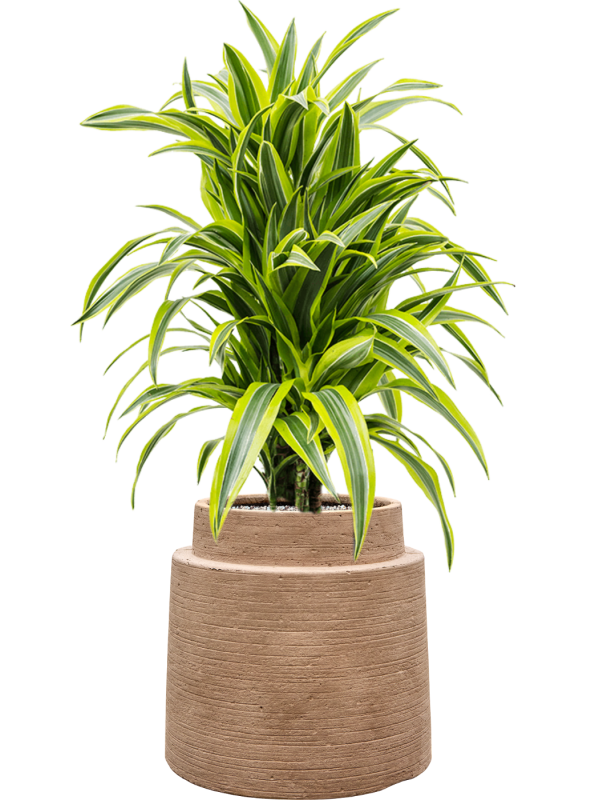 Dracaena fragrans 'Lemon Lime' en Colorado, Private label