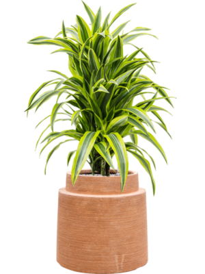 Dracaena fragrans 'Lemon Lime' en Colorado