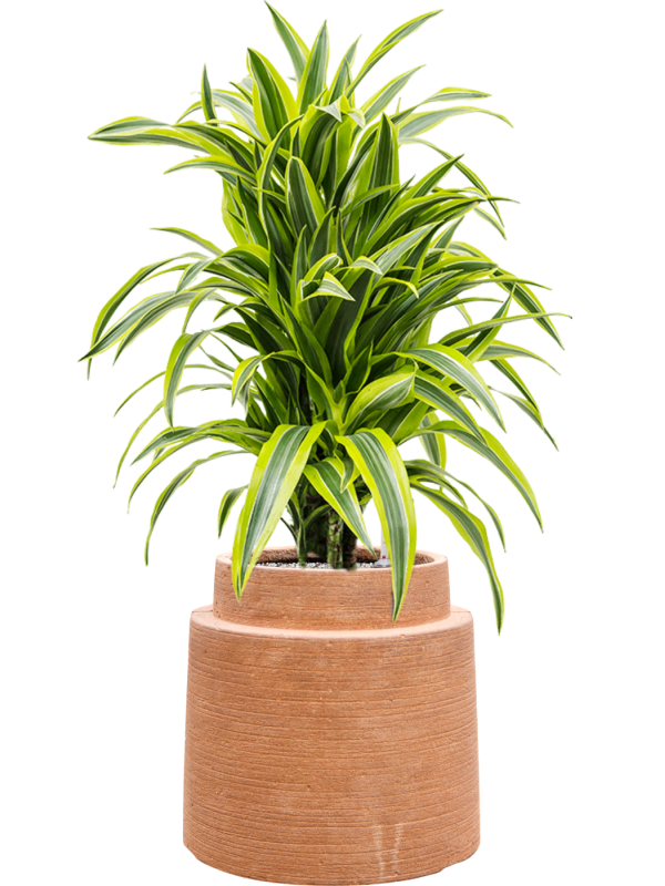 Dracaena fragrans 'Lemon Lime' en Colorado, Private label