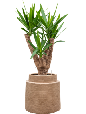 Yucca elephantipes en Colorado