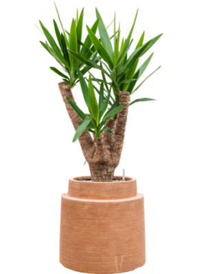 Yucca elephantipes en Colorado