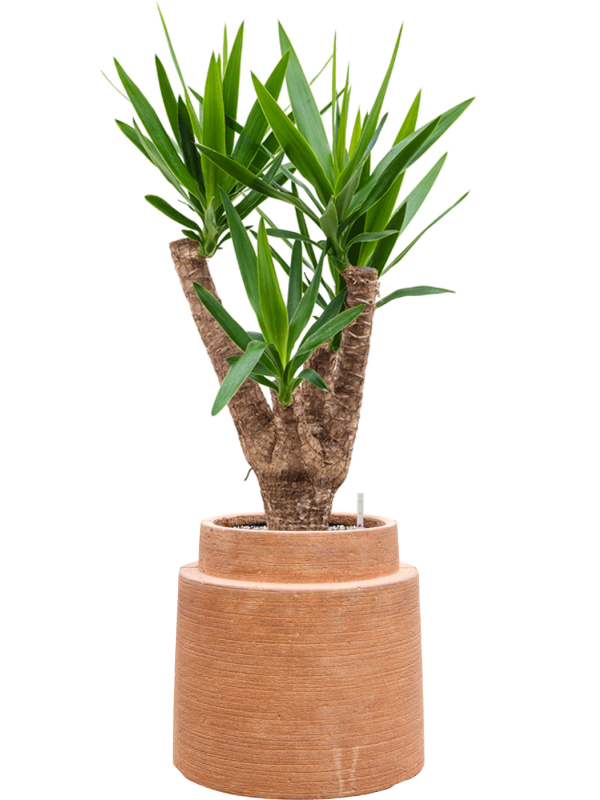 Yucca elephantipes en Colorado, Private label