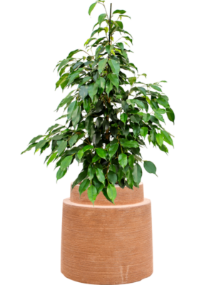 Ficus benjamina 'Danielle' en Colorado
