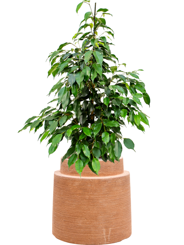 Ficus benjamina 'Danielle' en Colorado, Private label