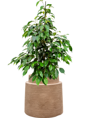Ficus benjamina 'Danielle' en Colorado
