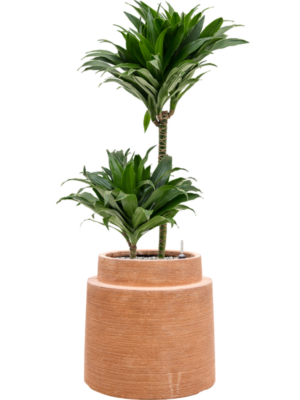 Dracaena fragrans 'Compacta' en Colorado