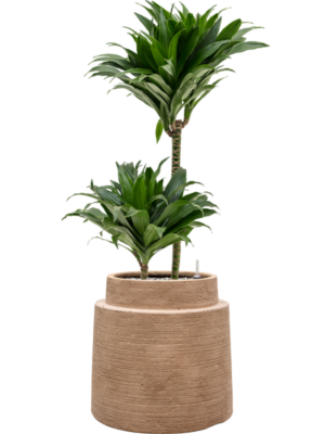 Dracaena fragrans 'Compacta' en Colorado