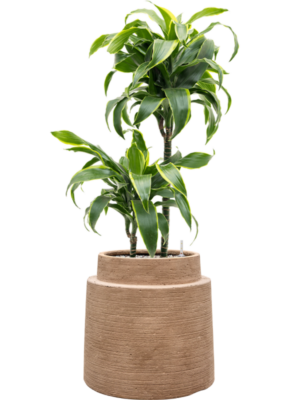 Dracaena fragrans 'Dorado' en Colorado