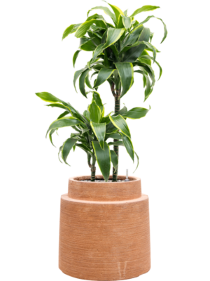 Dracaena fragrans 'Dorado' en Colorado