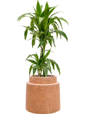 Dracaena fragrans 'Janet Craig' en Colorado