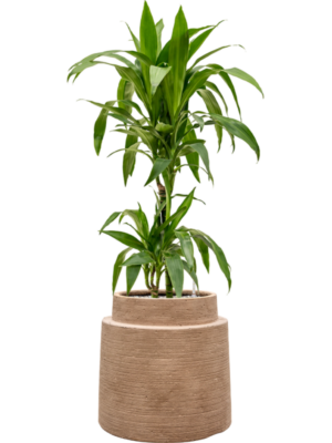 Dracaena fragrans 'Janet Craig' en Colorado