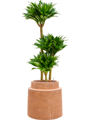 Dracaena fragrans 'Compacta' en Colorado